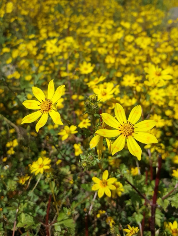 Yellow Adey Abeba flowers in bloom in the Ethiopian highlands